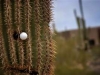 Great Golfing in Scottsdale