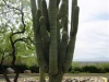 Cactus Tucson