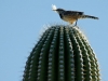 Saguaro Cactus in Tucson, Arizona